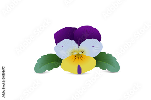 Hornveilchen Tricolor, 
Wilde Stiefmütterchen, Violaceae, Essbare Blume,
Vektor Illustration isoliert auf weißem Hintergrund
