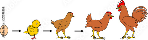 Stages of chicken growth from egg to adult bird