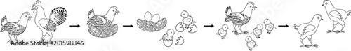 Coloring page. Chicken life cycle
