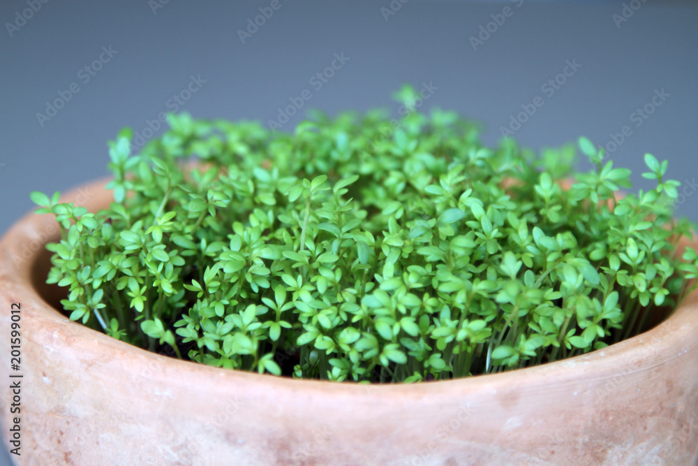 micro-greenery micro-greenery