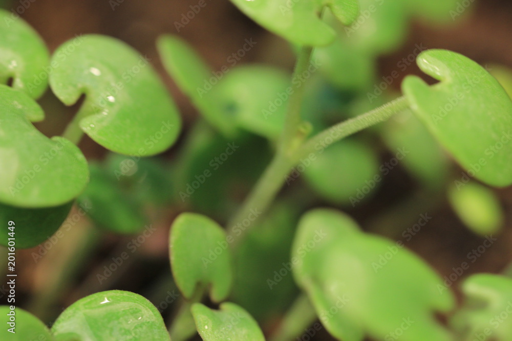 plant growing isolated on white timelapse plant growing isolated on white timelapse