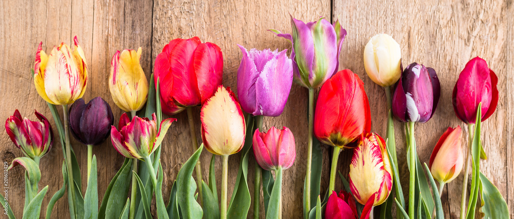 Fototapeta premium wielobarwne tulipany na drewnianym tle, baner, stare deski, wiosenne kwiaty, tulipany na deskach
