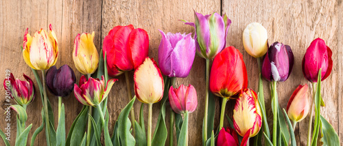 multicolored tulips on a wooden background, banner, old boards, spring flowers, tulips on the boards