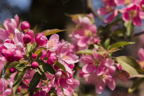 Rosa blühende Kirschblüten, schöne Kirschblüten, viele pinke Blüten, blutenfest Japan, Asien