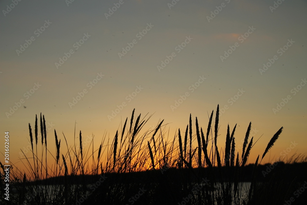 Grass silhouetted at sunset 