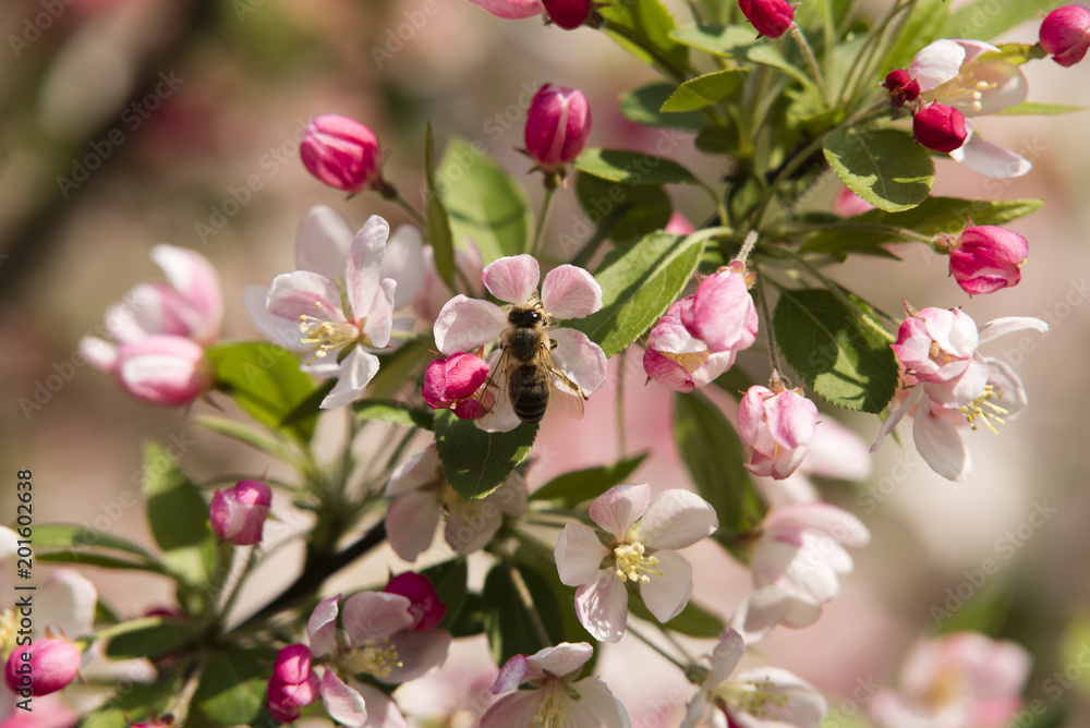 Rosa Kirschblüte mit Biene, pinke Kischblüten mit einer Biene, Eine Biene mit Blüte, Pinke Blüten mit Biene Rosa Kirschblüte mit Biene, pinke Kischblüten mit einer Biene, Eine Biene mit Blüte, Pinke Blüten mit Biene