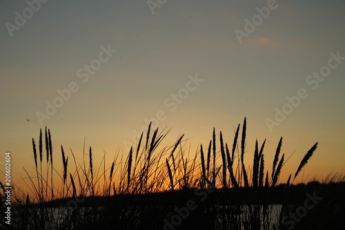 Grass silhouetted at sunset 