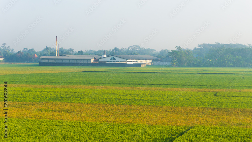 a green yellow rice field with factory buildings on pekalongan indonesia