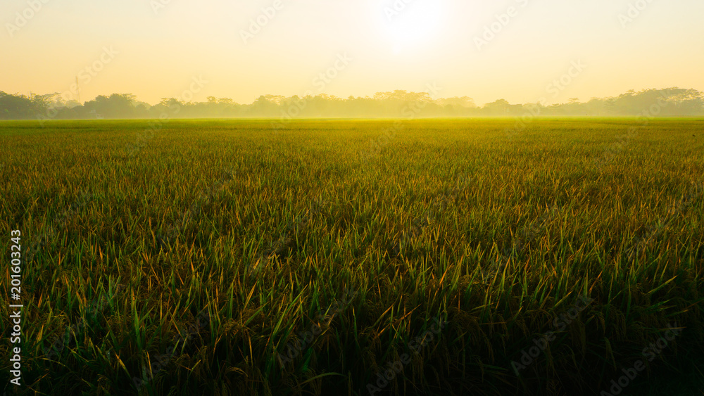 a green yellow rice field on pekalongan indonesia