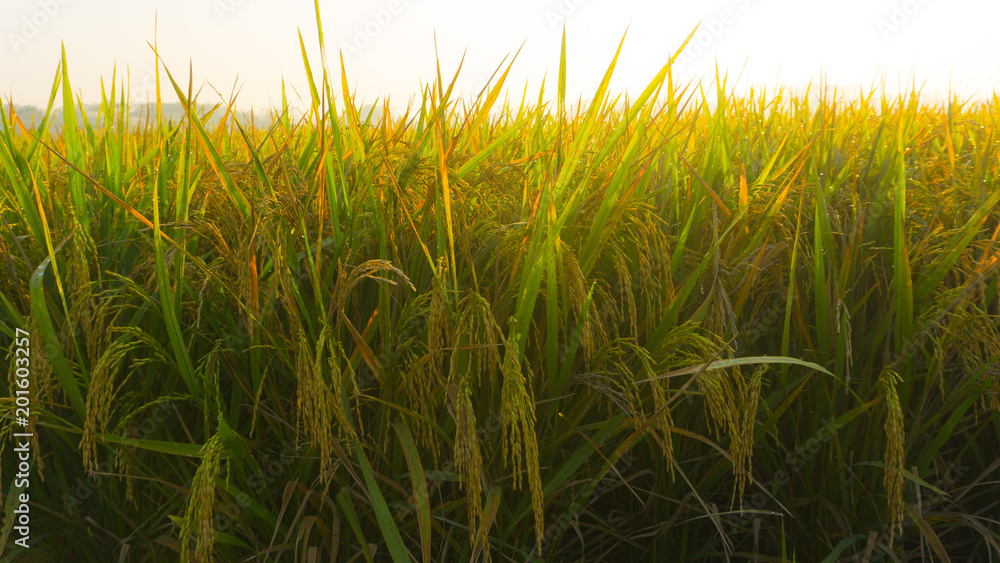 Fototapeta premium a rice fields padi bright close up in morning in pekalongan