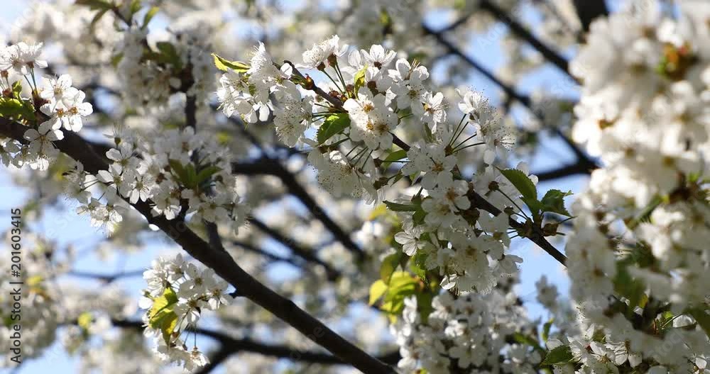 Beautiful cherry blossom sakura in spring time. Beautiful cherry blossom sakura in spring time.