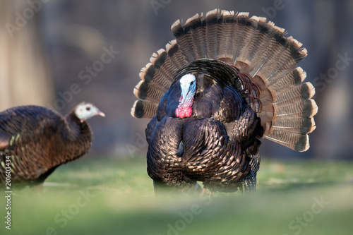A male wild turkey courting a female.