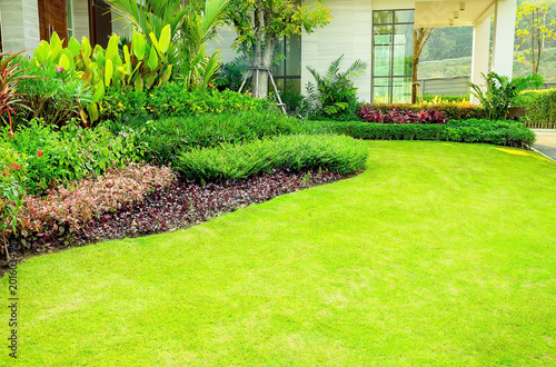 Green grass, The front lawn for background, Garden landscape design, Design background
