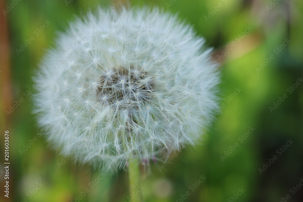 Fototapeta premium Dendelion flower in black and white tone