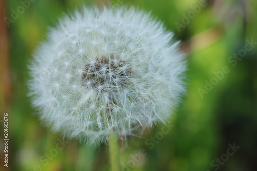 Dendelion flower in black and white tone