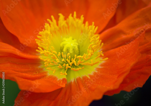 Closeup of a beautiful orange Poppy Flower