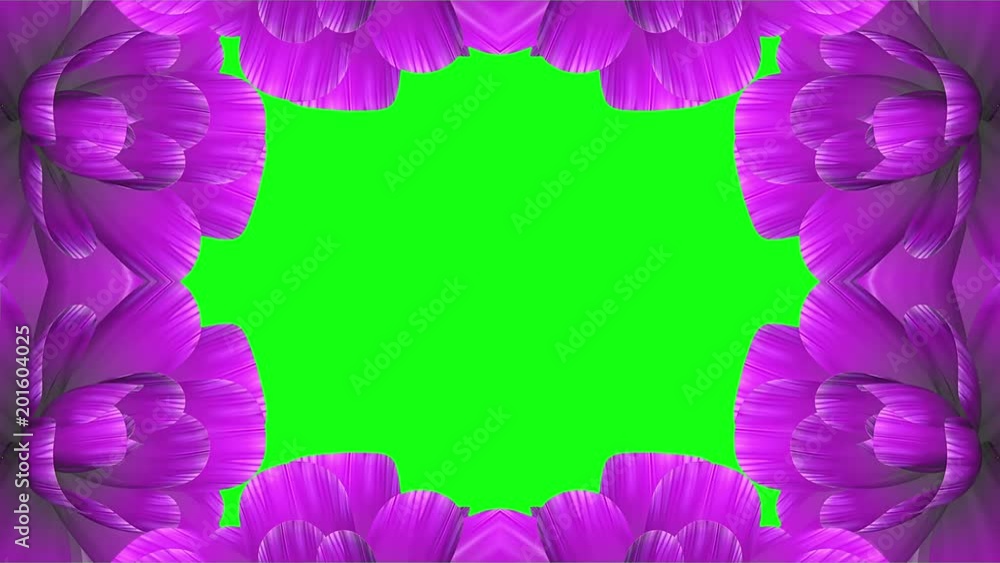 opening long blooming purple flowers farme time-lapse animation