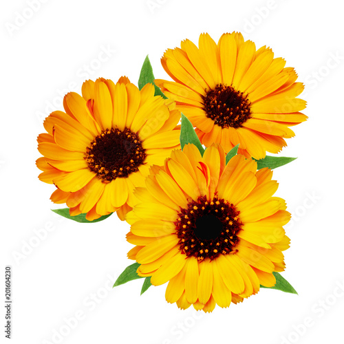 Composition of calendula flowers isolated on white background
