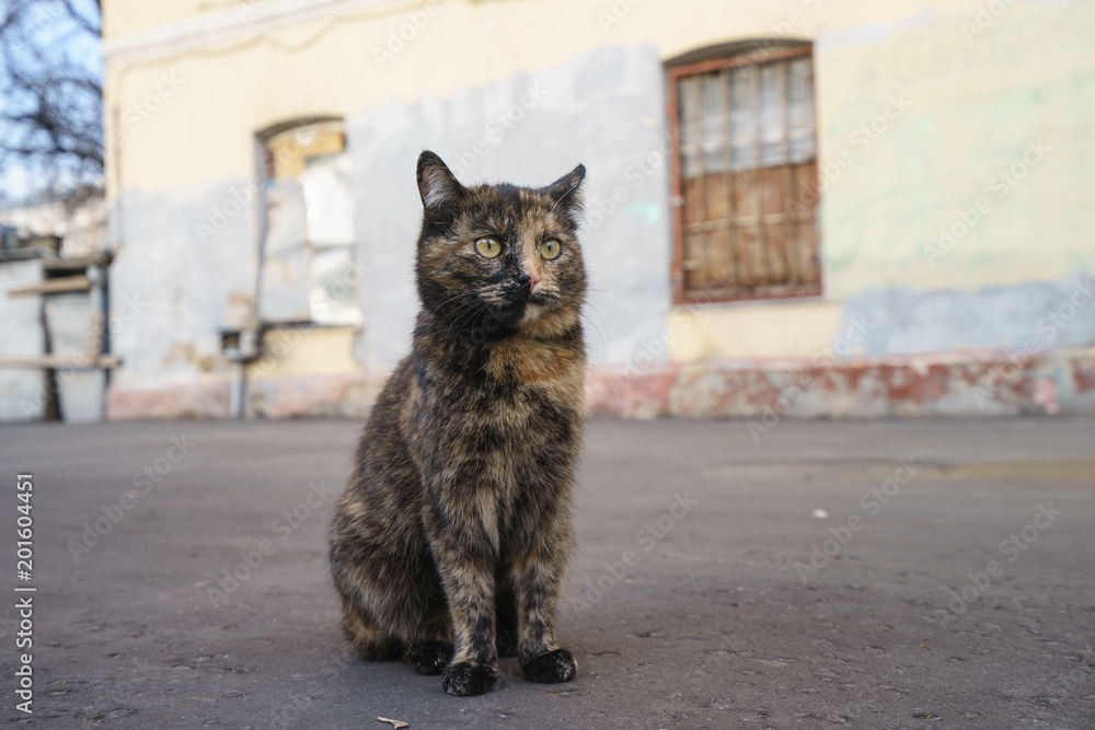 Naklejka premium Tabby three colors cat walking on the street