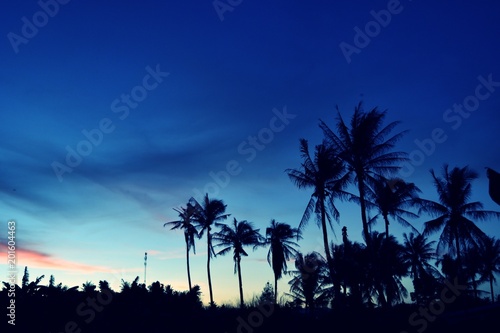 Silhouette of coconut trees with beautiful blue sky at sunset,Photos back - light at the horizon began to turn orange with purple and pink cloud
