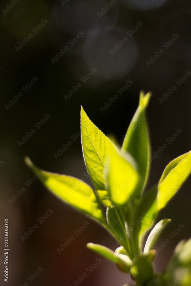 Fototapeta premium Spring background, green twig, fresh leaves and green natural background.