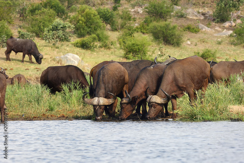 The African buffalo or Cape buffalo (Syncerus caffer) herd of buffalo on the shore of waterholes.
