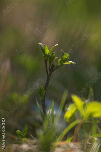 Spring background, green twig, fresh leaves and green natural background.