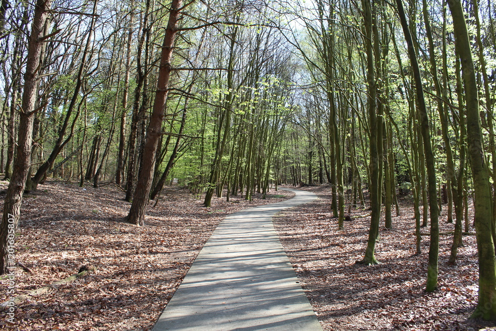 Fototapeta premium Path Going True A Forest