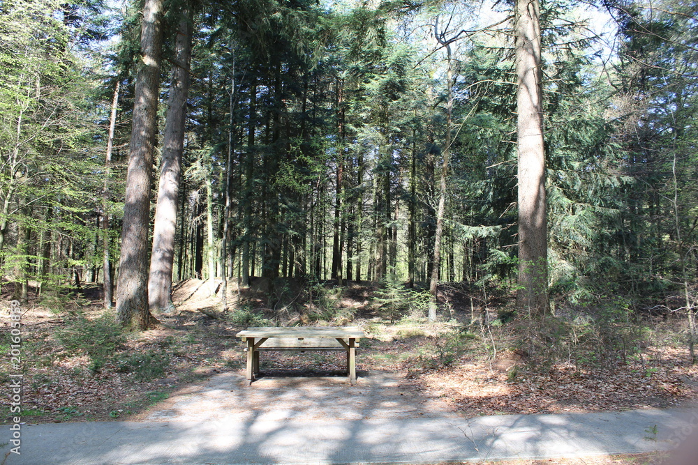 Park Bench In A Forest