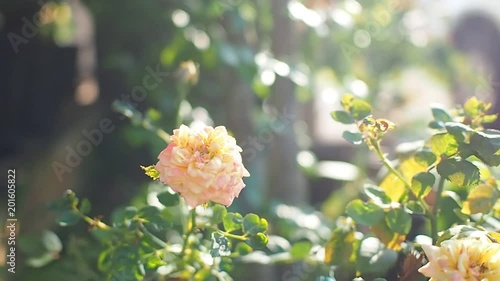 Fresh orange rose flower swaying in wild in sunshine morning and sunlight.