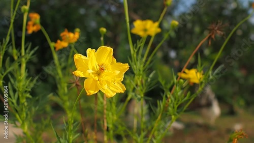 Yellow flower field blooming in meadow during spring wind blows in sunshine morning.