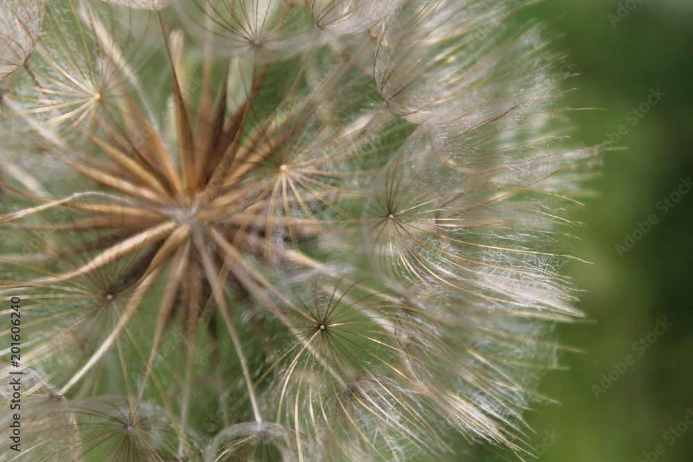 Dandelion in seed closeup