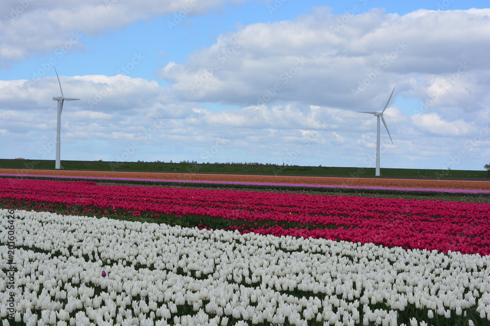 Multi colored tulips