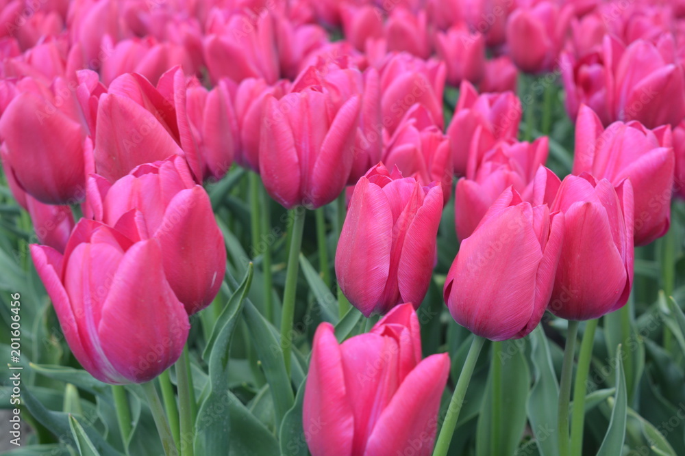 Pink tulips Pink tulips