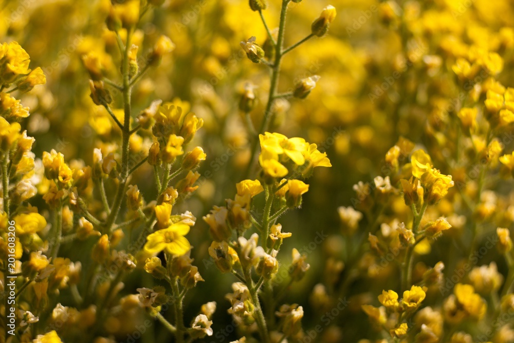 Fototapeta premium The evergreen shade (Draba aizoides) is a tall, perennial, stony, blooming yellow spring, predominantly a mountain herb