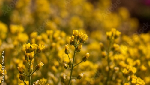 The evergreen shade  Draba aizoides  is a tall  perennial  stony  blooming yellow spring  predominantly a mountain herb