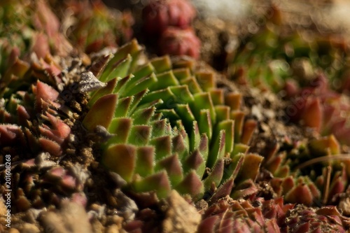 Sempervivum tectorum) Family Crassulaceae Narcas is one of the oldest first aid herbs. The effects of non-aspirin can almost be compared with the effects of Aloe vera