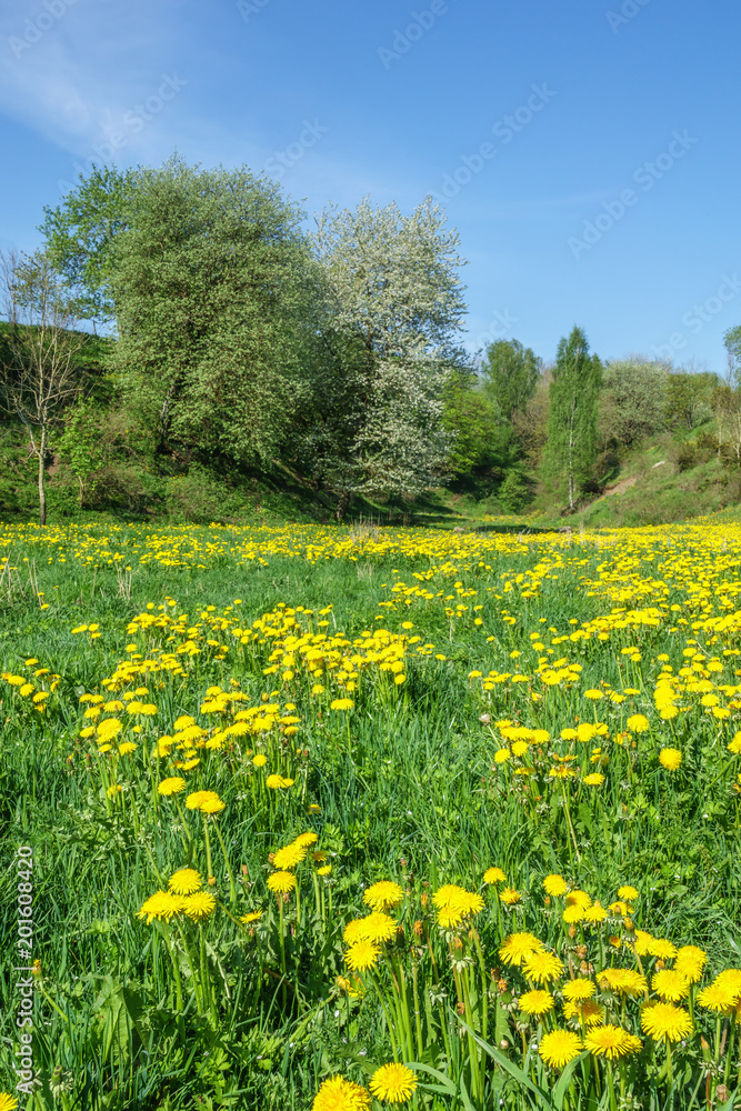 Flowering dandelions flowers in a valley
