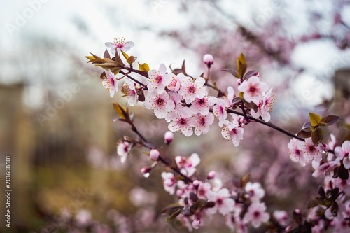 Beautiful spring blooming tree with a lot of flowers © bearok
