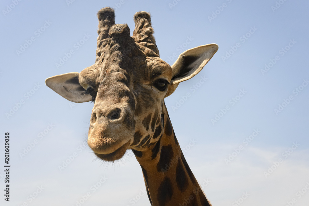 Naklejka premium Portret młodej żyrafy, warunki kontrolowane