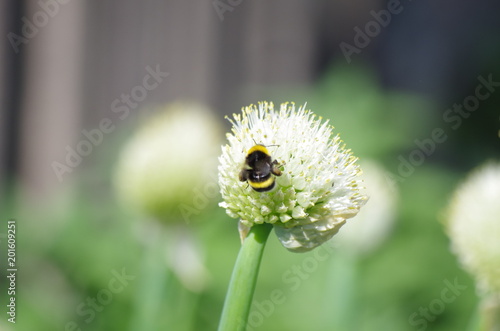 Bee