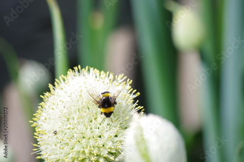 Bee