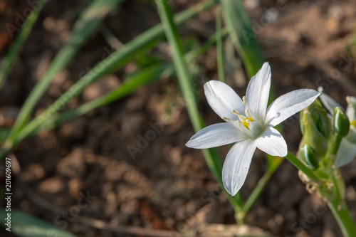 Fotografie Petite plante printanière bulbeuse Ornithogalum umbellatum - Dame de onze heure