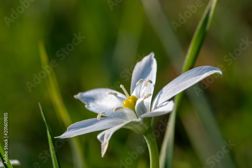 Fotografie Fleur Ornithogalum umbellatum - Dame de onze heure
