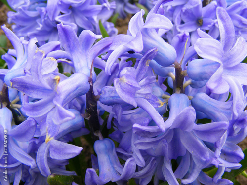 Blue hyacinths macro. Wallpaper, floral.