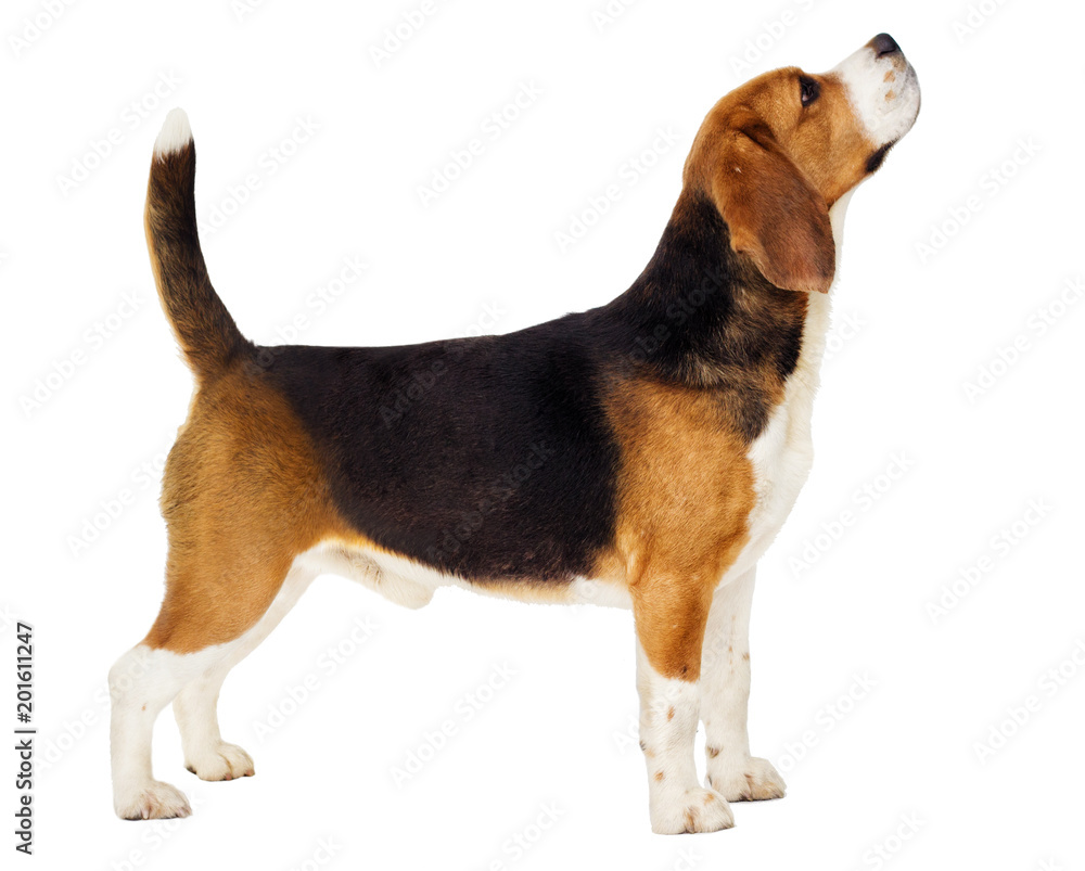 beagle dog stands sideways in full growth on a white background