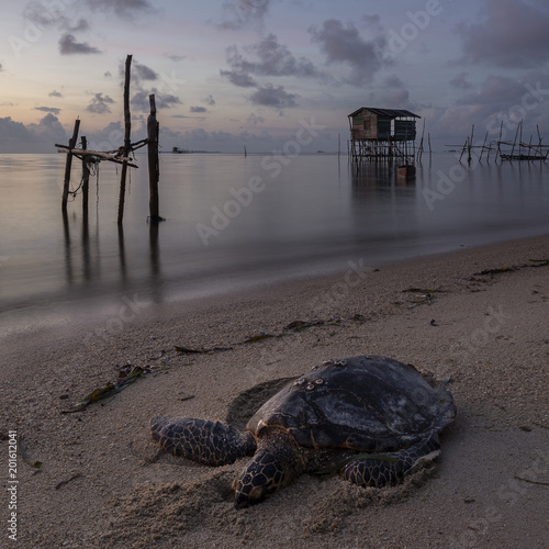 Dead Turtle washed on a beach in Bintan Island, Indonesia photo