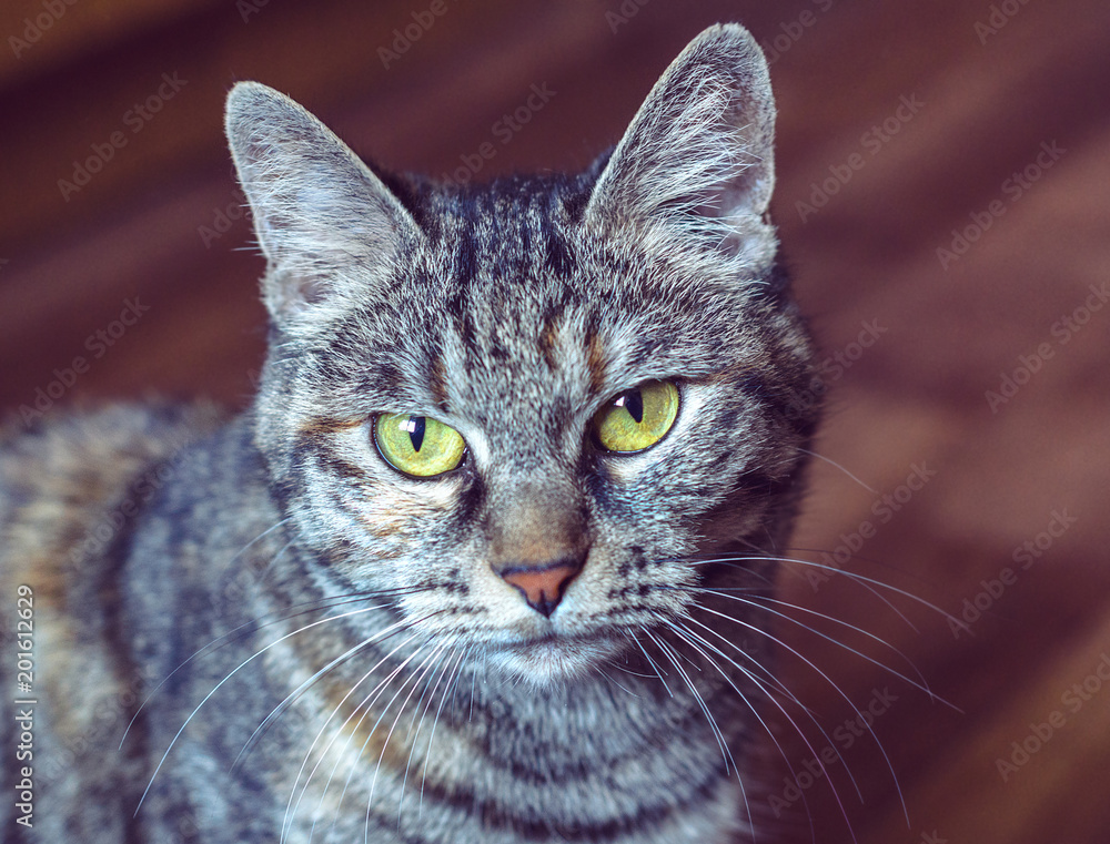 grey cat with green eyes