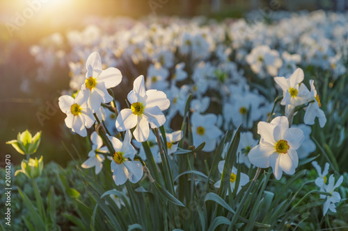 Fototapeta Naklejka Na Ścianę i Meble -  Field of blooming daffodils in park. Nature background. Evening light
