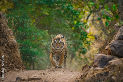 Schilderij op canvas A handsome male tiger on an evening stroll, Ranthambore National Park